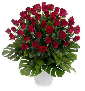 50-rose-rosse