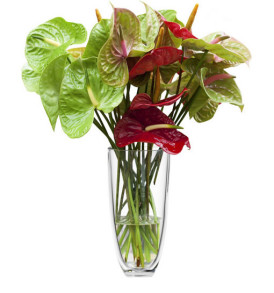 bouquet-di-anthurium