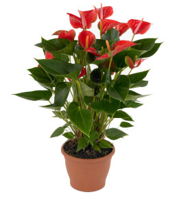 pianta-anthurium-grande