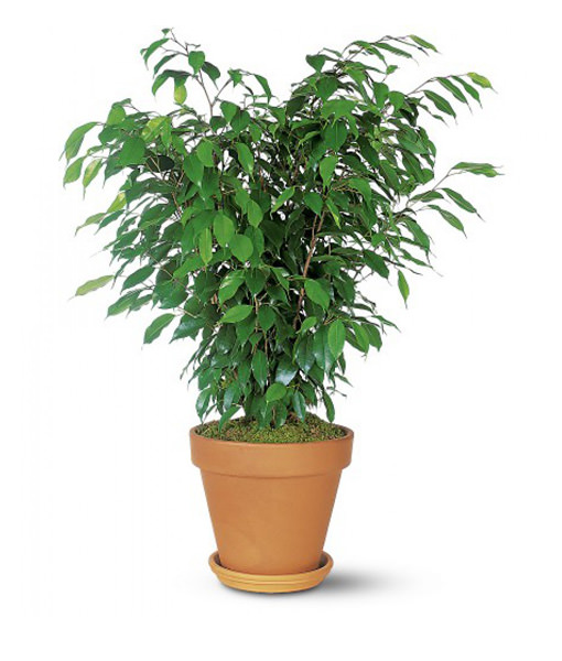 pianta-ficus-bush