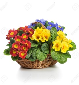 18414738-Basket-full-of-spring-primula-flowers-on-white-background-Stock-Photo