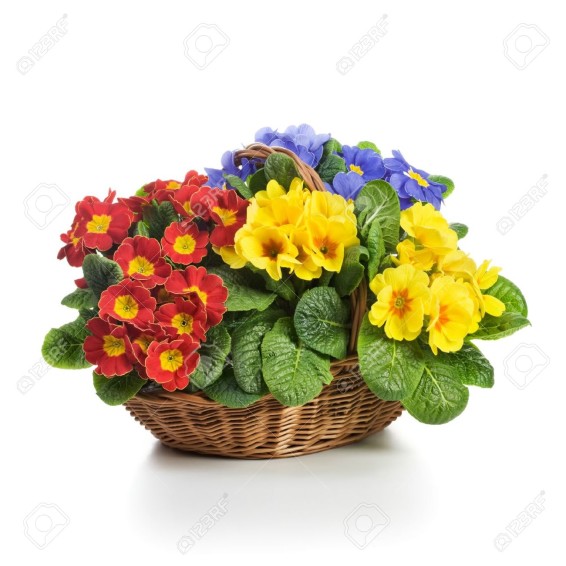 18414738-Basket-full-of-spring-primula-flowers-on-white-background-Stock-Photo