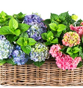 557121_nature_flowers_flower_basket_hydrangea_4000x2700_(www.GetBg.net)