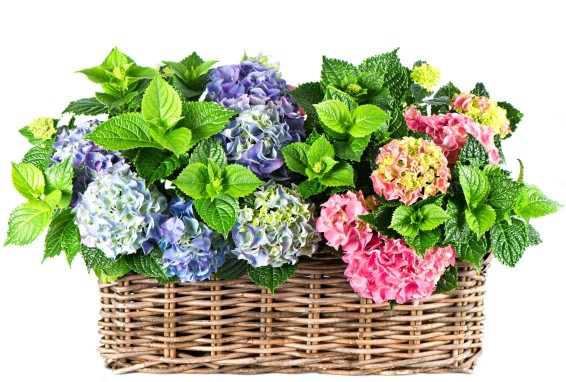 557121_nature_flowers_flower_basket_hydrangea_4000x2700_(www.GetBg.net)