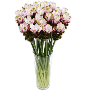 curcuma