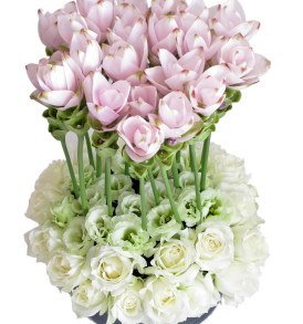 curcuma e rose bianche