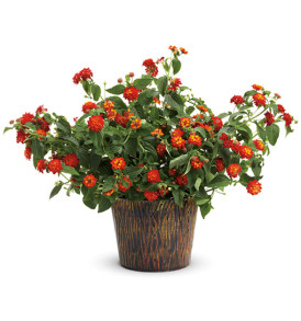 pianta-di-lantana