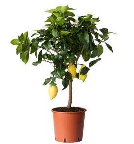 pianta-di-limone