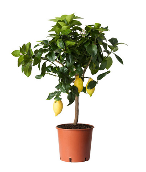 pianta-di-limone