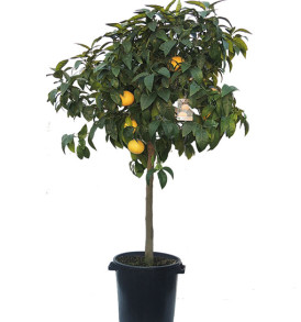 pianta-di-pompelmo
