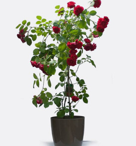 pianta-di-rose