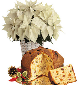stella-di-natale-bianca-con-panettone