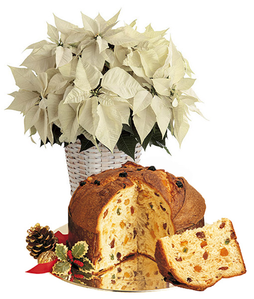 Stella Di Natale Gialla.Stella Di Natale Gialla Con Panettone