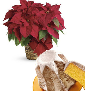stella-di-natale-con-pandoro