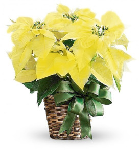 stella-di-natale-gialla