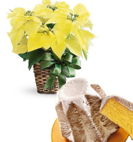 stella-di-natale-gialla-con-pandoro
