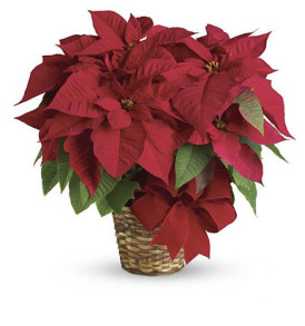 stella-di-natale-rossa