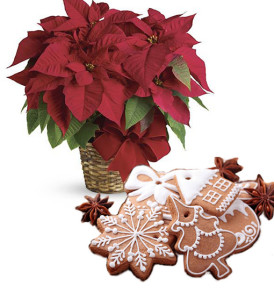 stella-di-natale-rossa-con-pan-di-zenzero
